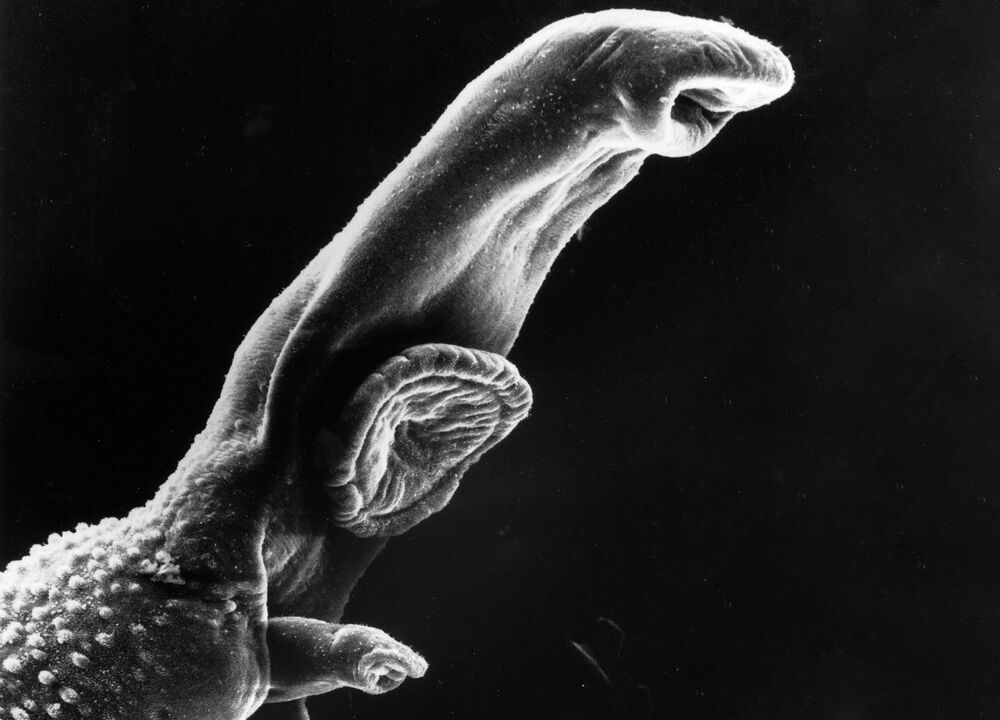 Schistosoma is een parasiet waarvan de levenscyclus een tussengastheer vereist. 