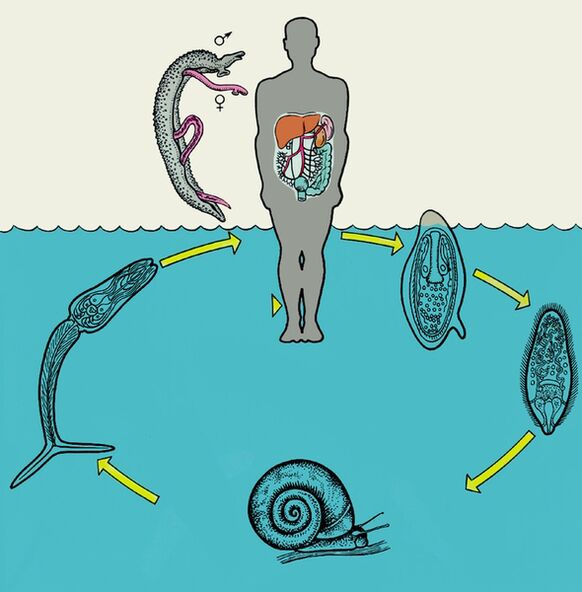 Schistosoma-levenscyclusdiagram
