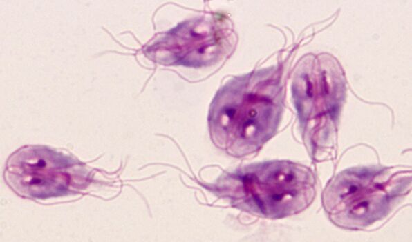 de eenvoudigste parasieten van lamblia in het menselijk lichaam