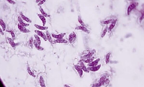 protozoaire parasiet toxoplasma gondii de veroorzaker van toxoplasmose