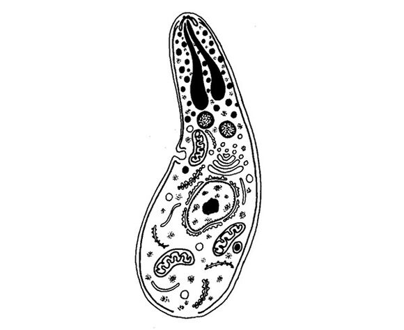 protozoaire parasieten