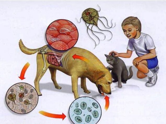 manieren om een ​​kind met parasieten te infecteren