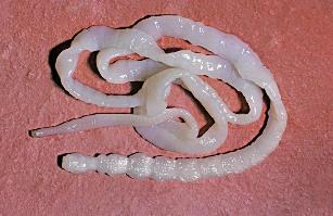 Rundvlees lintworm